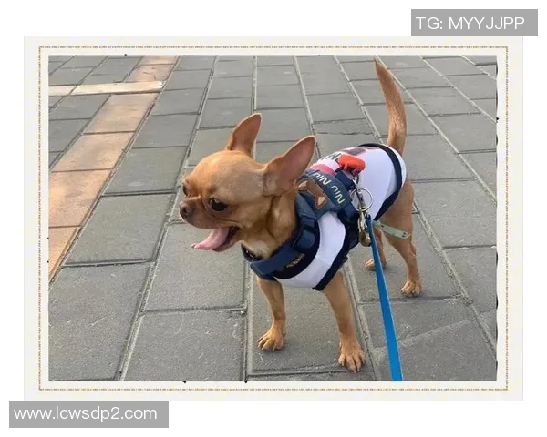 从草根到巨星足球球星吉娃娃热血拼搏与荣耀传奇之路